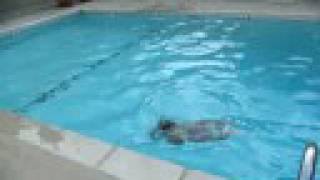 Koyi Phelps diving = swimming