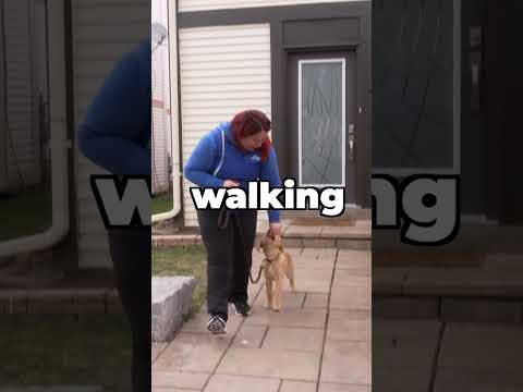 TEACH Your Dog To Walk Before TAKING Them For A Walk