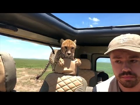 Cheetah in the car - keep calm