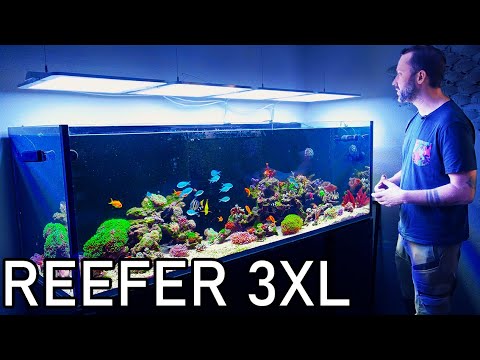 Probleme Bekämpfen im 1000l Redsea Becken