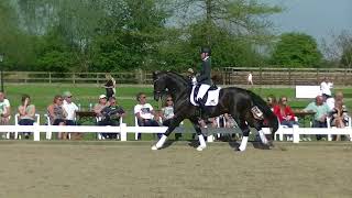 Le KWPN publie son classement des étalons de dressage les plus populaires