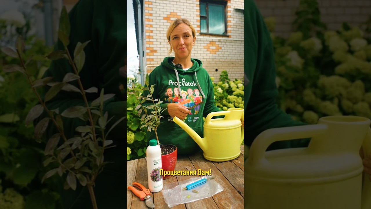 Шикарная ароматная сирень и без лишней поросли! Как привить сирень: подробный мастер-класс