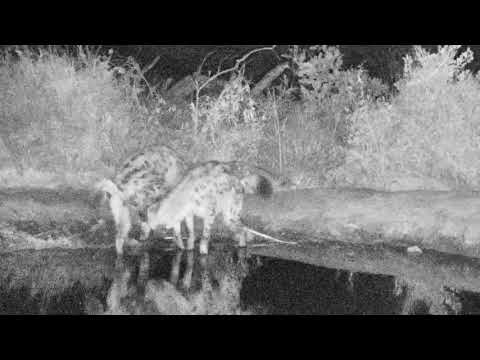 Djuma: Two Hyenas out looking for action - 03:217 - 07/23/18