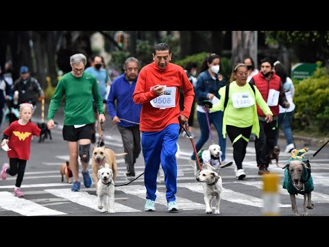 Owners and dog run first canine marathon in Mexico City