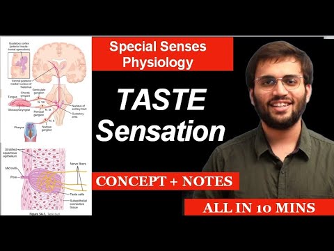 Taste | Physiology | Special Senses Physiology | Taste Pathway & What to Learn