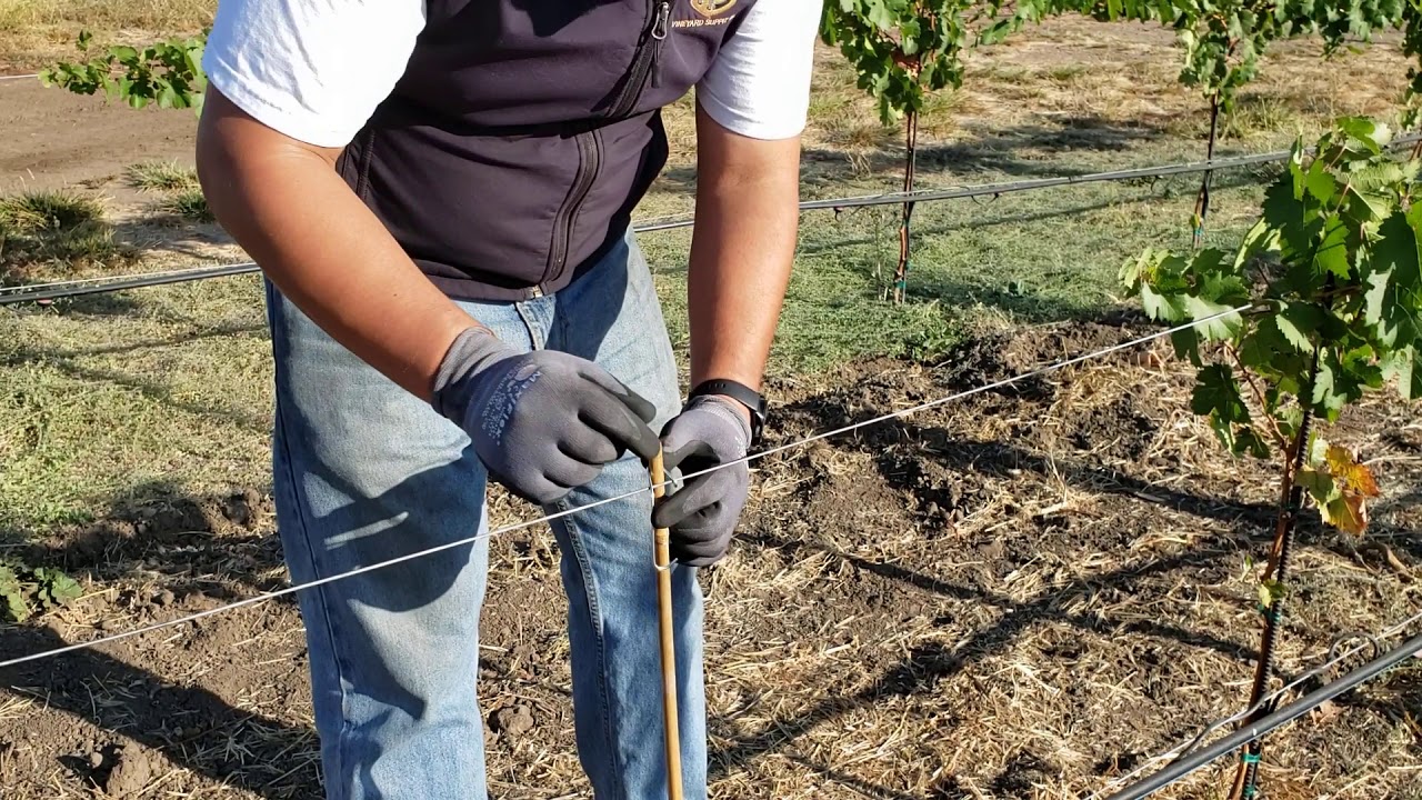 How to install a Bamboo Clip in the vineyard.
