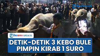 Detik-detik 3 Kebo Bule Pusaka Milik Keraton Kasunanan Surakarta Pimpin Kirab Malam 1 Suro