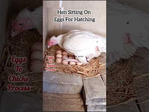 Hen Hatching Eggs Process #aseel #chicken