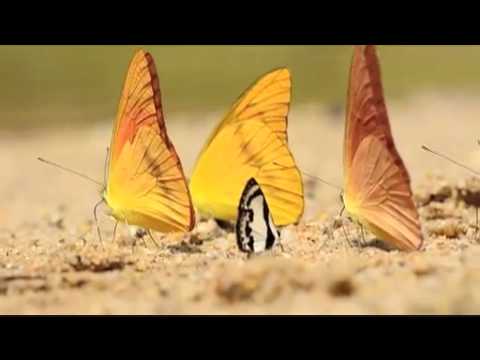 ベニシロチョウの吸水　D5100動画