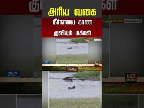 அரிய வகை நீர்நாயை காண குவியும் மக்கள் | kallakurichi | viralvideo