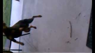 Chica Strikes Back, The Crazy Min Pins Mad Jumping Skills