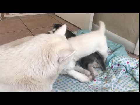 download lagu mp3 mp4 All White Husky For Sale, download lagu All White Husky For Sale gratis, unduh video klip All White Husky For Sale