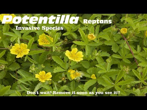 ⟹ Potentilla | Potentilla reptans | Is this strawberry? Have you seen this?