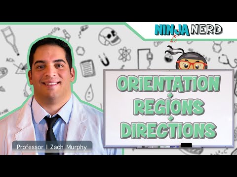 Anatomical Orientation & Regional + Directional Terminology
