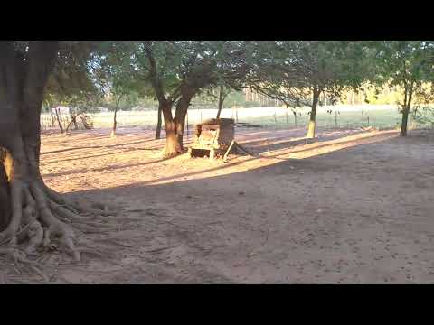 amanecer de campo . corrientes sonidos de la naturaleza