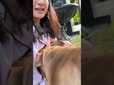 เสี่ยเดี๋ยวๆ #โทนี่ #หมาที่ชอบทานผักไม้ #หมาน่ารัก #petlife