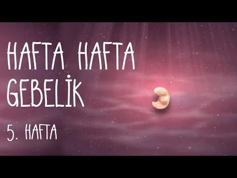 Hafta Hafta Gebelik  5. hafta