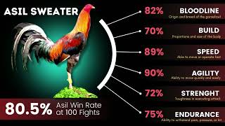 Download lagu Top 10 best cock fighting mp3 Download lagu Top 10 best cock fighting mp3