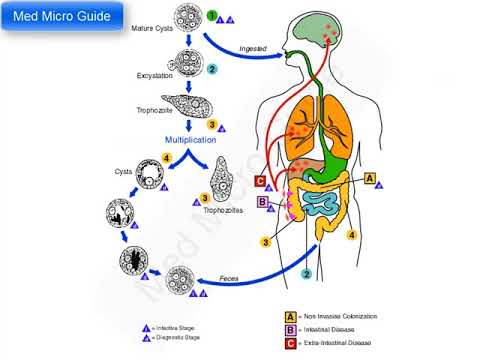 Entamoeba histolytica lecture