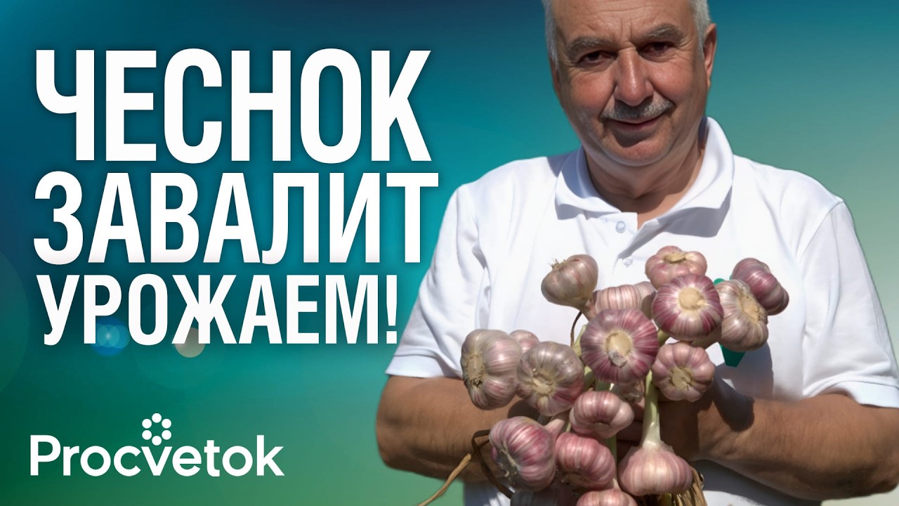 ОЧЕНЬ ВАЖНАЯ ПОДКОРМКА ЧЕСНОКА И ЛУКА ВЕСНОЙ, от которой зависит урожай! Не пропустите!