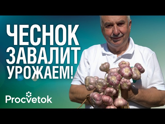 ОЧЕНЬ ВАЖНАЯ ПОДКОРМКА ЧЕСНОКА И ЛУКА ВЕСНОЙ, от которой зависит урожай! Не пропустите!