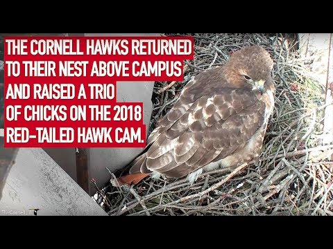 2018 Red-tailed Hawk Cam Highlights