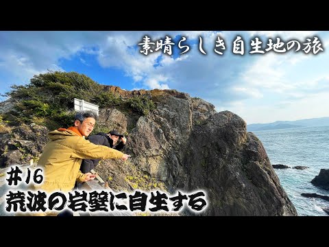 6月に菜園に何を植えますか