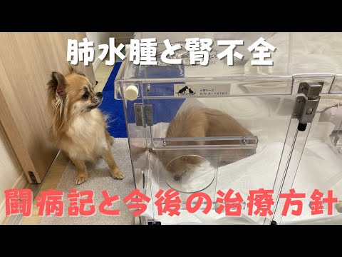 犬の肺水腫:予後と治療