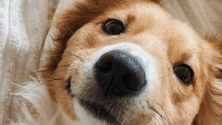 Download lagu Best Cute Animals Meme Compilation 2022 mp3