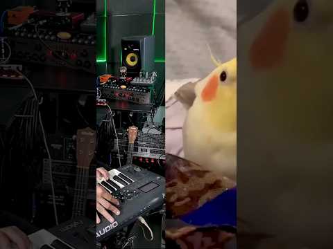 @Cookie; Cookie ft Ginger The Cockatiel.The DancingCocktiel /Who Can Talk