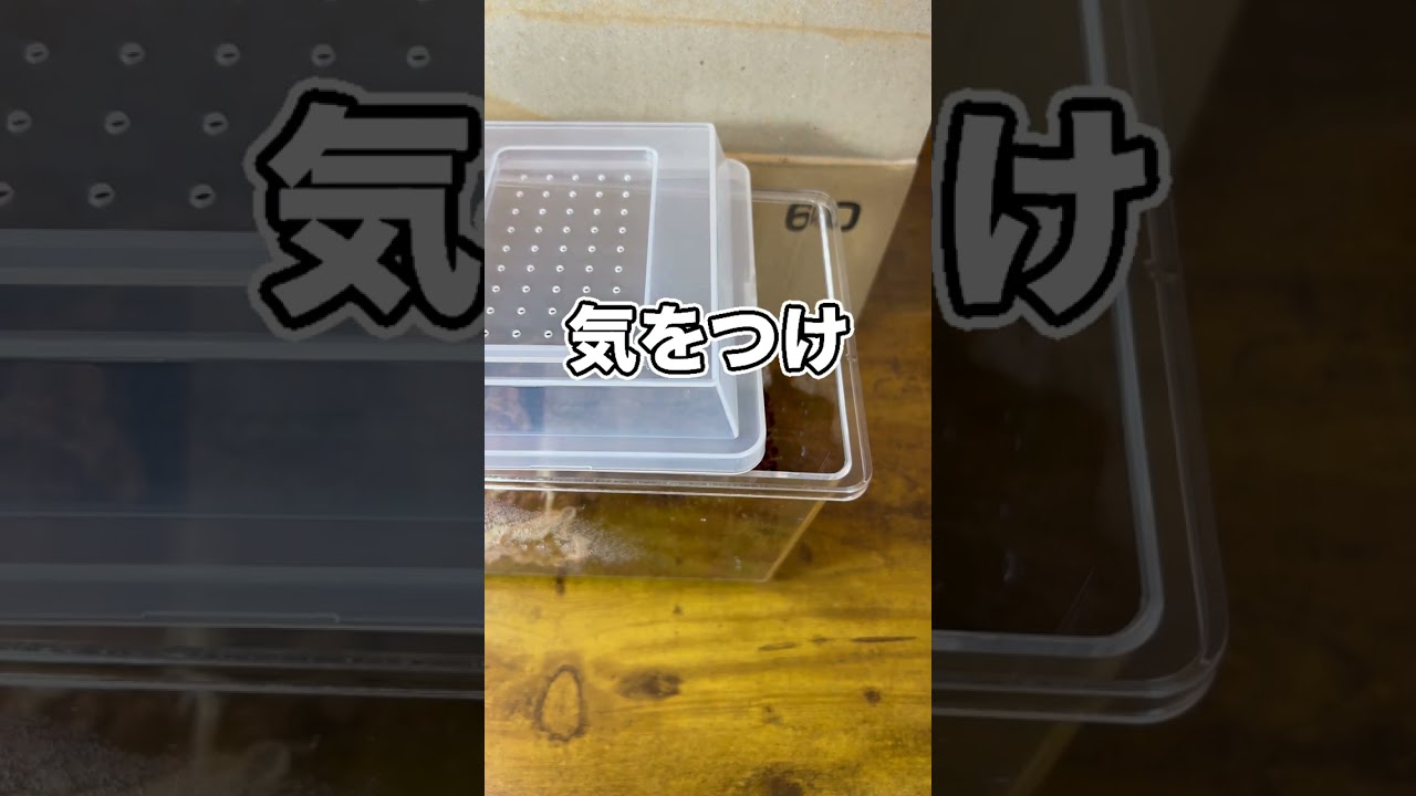 初めてネットでムカデを買ったらとんでもない結果に…