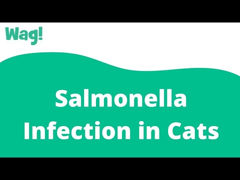 Salmonella Infection in Cats | Wag!