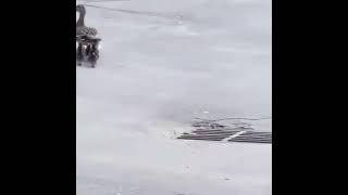 My Mother just saved some some baby Ducks