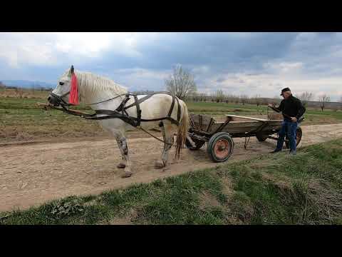 Armasar de vanzare a dl. Costica Boghian din Vicovu de Sus