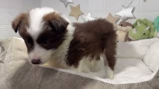 ボーダーコリーの動画01