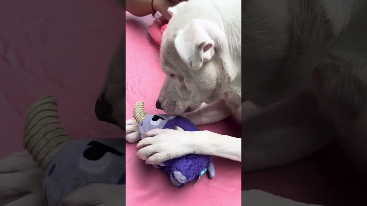 Teddy, a Adoptable Pit Bull Terrier in Belleville, IL video 6/6
