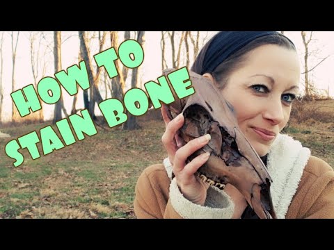 HOW TO STAIN BONES NATURALLY #SKULLSTAIN #PRIMITIVESKILLS #PRIMITIVETECHNOLOGY #BONE
