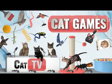 CAT Games | Ultimate Cat TV Compilation Vol 45 | 2 HOURS 🐝🐞🦋🦎🦜🐜🐭🧵