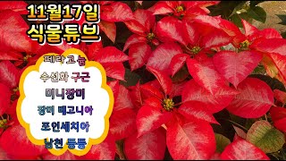 양재꽃시장 요즘 입고되는 식물들 무엇이 있는지 구경하고 가세요~ (포인세치아, 남천, 장미베고니아,페라고늄 …