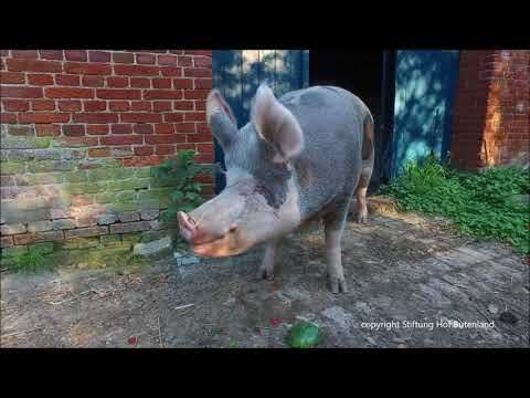 Saumässiges Schmatzen