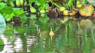 Download lagu Asli Ikan Tombro nya Besar Besar Di sungai ini,tegek ku Sampek berot berot mp3 Download lagu Asli Ikan Tombro nya Besar Besar Di sungai ini,tegek ku Sampek berot berot mp3