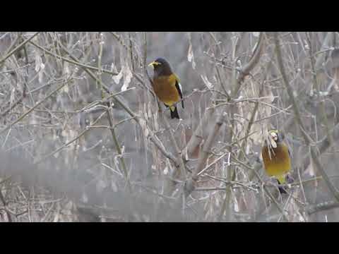 Evening Grosbeaks