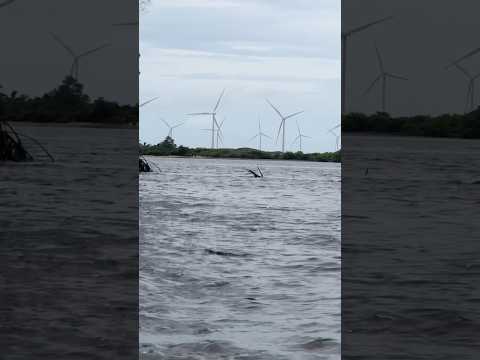 Olha isso !! 😁🚤      #beats #music #slowedandreverb #underground #barreirinhas #maranhão #brazil