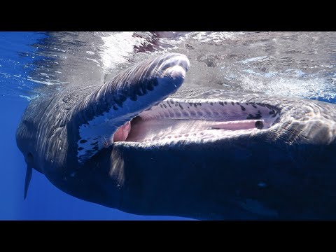 Heartwarming Reunion with Ariel the Sperm Whale
