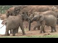 Addo National Park Video Elephants Lions Buffalos Kudu And Many Other Wildlife