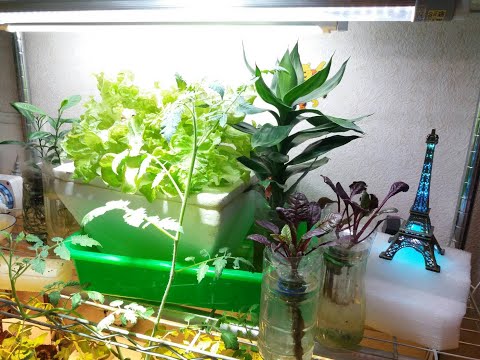 辦公室植物推薦