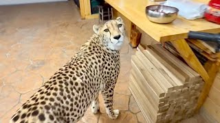 Мой любимый хвостик! Гепард ходит по пятам преследуя свою еду..