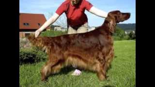 Neiven Burning Bridges