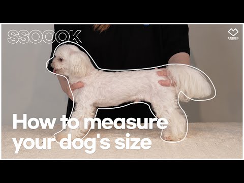 How to measure you dog's size