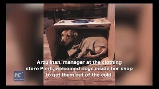 Kind Strangers Create Warm Beds For Istanbul’s Street Dogs During Blizzard